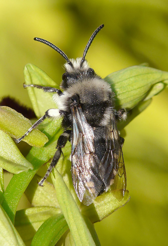 Melecta....???    Melecta lutuosa (Apidae Anthophorinae)